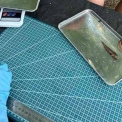 Природа перемагає: у Чорнобильському заповіднику виявлено 19 видів риб