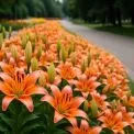 У Києві розквітли лілії: де побачити найкрасивіші квіткові алеї столиці