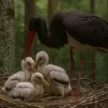 Рідкісні птахи оселилися у Чорнобильському заповіднику