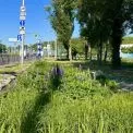 До кінця року в столиці з’являться нові зелені зони з дощовими садками