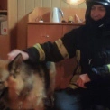Не лише люди: рятувальники у Бучі визволили собаку з-під завалів після обстрілу