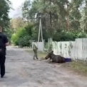 Операція “Лось”: у Києві поліцейські разом із ветеринарами врятували дикого звіра