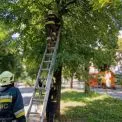 У Білій Церкві ДСНС врятувала пухнастого “заручника” дерева