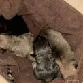У Києві чоловік викинув новонароджених цуценят у смітник: одне не вижило