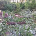 У Києві вирубали ділянку зелених насаджень: справа дійшла до прокуратури