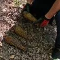 Замість грибів — міни: на Київщині в лісі знайшли боєприпаси Другої світової