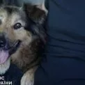 Після трагедії у Дарницькому районі: собака Джессі знайшла новий дім у рідних