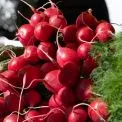 Де у столиці купити фермерські продукти за вигідними цінами 5 вересня