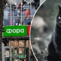В Ірпені керуюча «Фори» задушила кота, що пережив окупацію — справа набирає розголосу