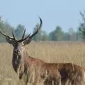 На Київщині розпочався “шлюбний сезон” оленів: водіїв попередили про небезпеку на дорогах