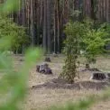 Гостомельська громада разом із міжнародною організацією озеленили парк «Щасливий»