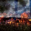 ДСНС: масштабні займання на Київщині ліквідовують десятки разів на добу