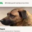 У метро пояснили ситуацію з Мішею: улюбленець «Теремків» має власницю та завжди ховається під час тривог
