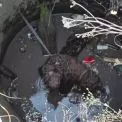 Чотирилапий у пастці: собачку врятували з закинутого колодязя на Київщині