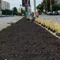 На Голосіївському проспекті висадили 580 саджанців стійких до спеки рослин