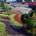 У Києві з’явився квітковий «півник з Бородянки» — символ стійкості українців