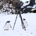 «Антарктида» Антона Птушкіна — рекордсмен серед українських фільмів 2025 року.