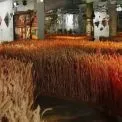 Ukraine WOW: столиця побачить рідкісні стародруки та 110 тисяч колосків у масштабній виставці