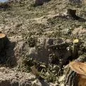 Бетон замість дикої природи: у Києві нищать унікальний берег Дніпра