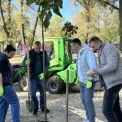 Зелений апґрейд столиці: на Долобецькому острові висадили майже півсотні катальп