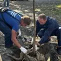 На Долобецькому острові висадили 44 катальпи: нова зелена алея для киян