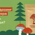 Мікродозинг мухомора: новий велнес-ритуал чи небезпечний флірт із природою?