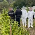 Наркобізнес на Київщині: 400 рослин коноплі та 60 кг канабісу конфісковано