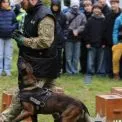 Хвости, усмішки й добро: столичні поліцейські з чотирилапими напарниками відзначили День захисту тварин