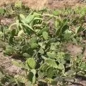 Пустеля під Києвом: у місцевих лісах утворилися справжні «кактусові поля»