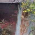 Трагедія на Обухівщині: під час пожежі у вагончику загинув 75-річний чоловік