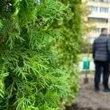 Сквер у Дарницькому районі прикрасили вічнозеленими туями — завершили благоустрій локації