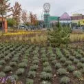 Біля метро «Оболонь» з’явився сквер на місці демонтованих МАФів