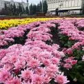 Осіння казка в центрі столиці: на площі Лесі Українки розквітли хризантеми