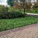 Квіткове оновлення столиці: у парках Дніпровського району з’явилися тисячі нових рослин