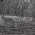 У Чорнобильській зоні камери зафіксували рись і сіру сову: рідкісні хижаки з’явилися разом