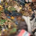 Побив до смерті та присипав листям: у Києві затримали підозрюваного у вбивстві знайомого