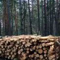 У Макарівському надлісництві проведуть лісозаготівлю на понад 26 тисяч кубів деревини