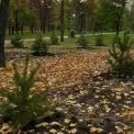 Осіннє оновлення Києва: у парках Деснянського району з’явилися десятки молодих сосен