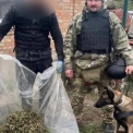 На Київщині службова вівчарка Тесла допомогла виявити 30 кг речовини, схожої на наркотики