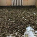 Поліція затримала мешканця Білоцерківського району, який вирощував 120 кг канабісу на подвір’ї