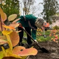 У столиці з’явилися нові “димові дерева”: у парку “Інтернаціональний” висадили сотню скумпій