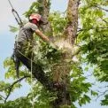 В Ірпені розпочався сезон кронування дерев та оновлення зелених зон