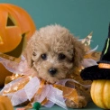 У парку «Муромець» пройде благодійний Halloween для власників собак