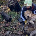 На Київщині врятували собак, які впали у 10-метровий відстійник