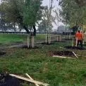 У Києві висадили 170 дерев: найбільше — вздовж Великої кільцевої дороги