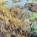 Зелена вода на Русанівці: у Києві зафіксували зміни в Русанівському каналі