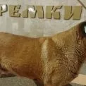 Відомий пес з «Теремків» поїхав до нової родини: притулок підтвердив