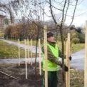 Київ прикрашають нові дерева: осіннє озеленення триває у двох районах міста