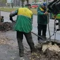 Осіннє озеленення: у Солом’янському районі з’явилися нові липи