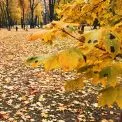 Погода у Києві 9 листопада: без опадів і до +11° вдень